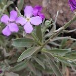 Matthiola maderensis Flor