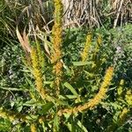 Rumex palustris Květ