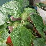 Acalypha alopecuroidea Flower