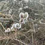 Salix hastata Flower