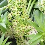 Eucomis pallidiflora Flower