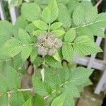 Rubus niveus برگ