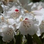 Rhododendron morii Blüte