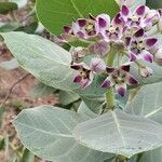 Calotropis proceraŽiedas