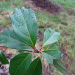 Cornus hongkongensis Φύλλο