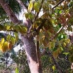 Ficus virens Bark