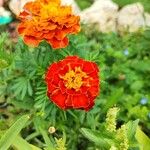 Tagetes erectaFlor