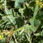 Alchemilla glaucescens Leaf