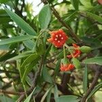 Bonellia macrocarpa 花