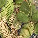 Opuntia rufida Blad