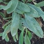 Guarianthe skinneri Leaf