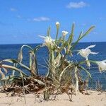 Pancratium maritimumFlower