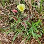 Monsonia longipes Blomma