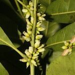 Pouteria caimito Fruit