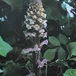 Orobanche hederae Blomma