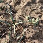 Pancratium maritimum Habitus