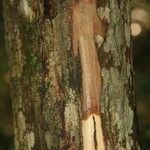 Manilkara bidentata Otro