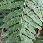 Polystichum setiferum Blad