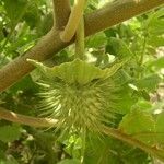 Datura inoxia Fruit