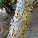 Tetrapanax papyrifer Magamba