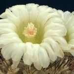 Eriosyce paucicostata Flower