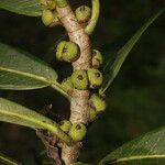 Ficus americana Fruit