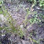 Agalinis purpurea Лист