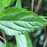 Boehmeria japonica Feuille