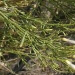 Baccharis sarothroides Hoja