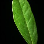 Aniba parviflora Лист