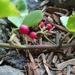 Cissus rotundifolia Hedelmä