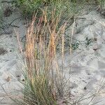 Schizachyrium scoparium Blatt