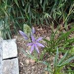 Camassia leichtlinii Kvet