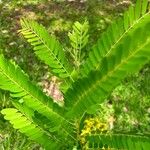 Cassia ferruginea Fuelha