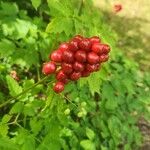 Actaea rubra 果實