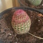 Echinocereus rigidissimus 叶