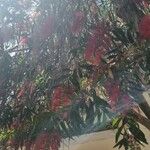 Callistemon viminalis Kvet