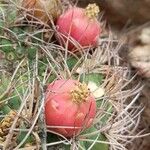 Gymnocalycium saglionis Fruit