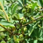 Exochorda × macrantha Fruto