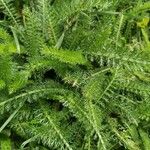 Achillea millefolium Folha