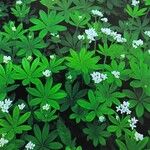 Galium odoratum Характер