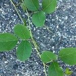 Canavalia rosea Leaf