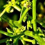 Dysphania atriplicifolia Flower