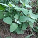 Chenopodium albumLeaf