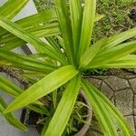 Pandanus amaryllifoliusLeaf