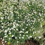 Dianthus superbus 整株植物