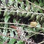 Dryopteris dilatata Blad