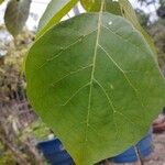 Tabebuia roseoalba Blatt