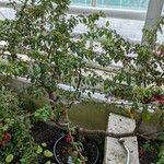 Fuchsia coccinea Alkat (teljes növény)