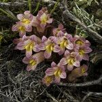 Orobanche fasciculata 花